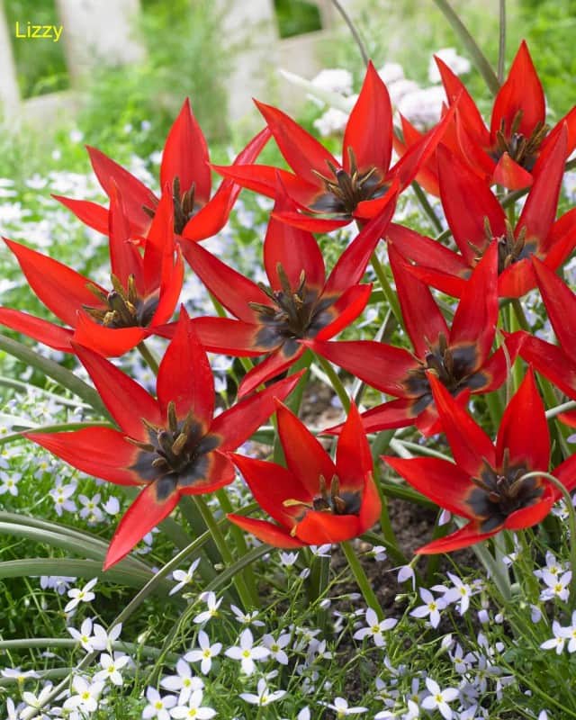 botanisk-tulpan-lizzy-8st-1