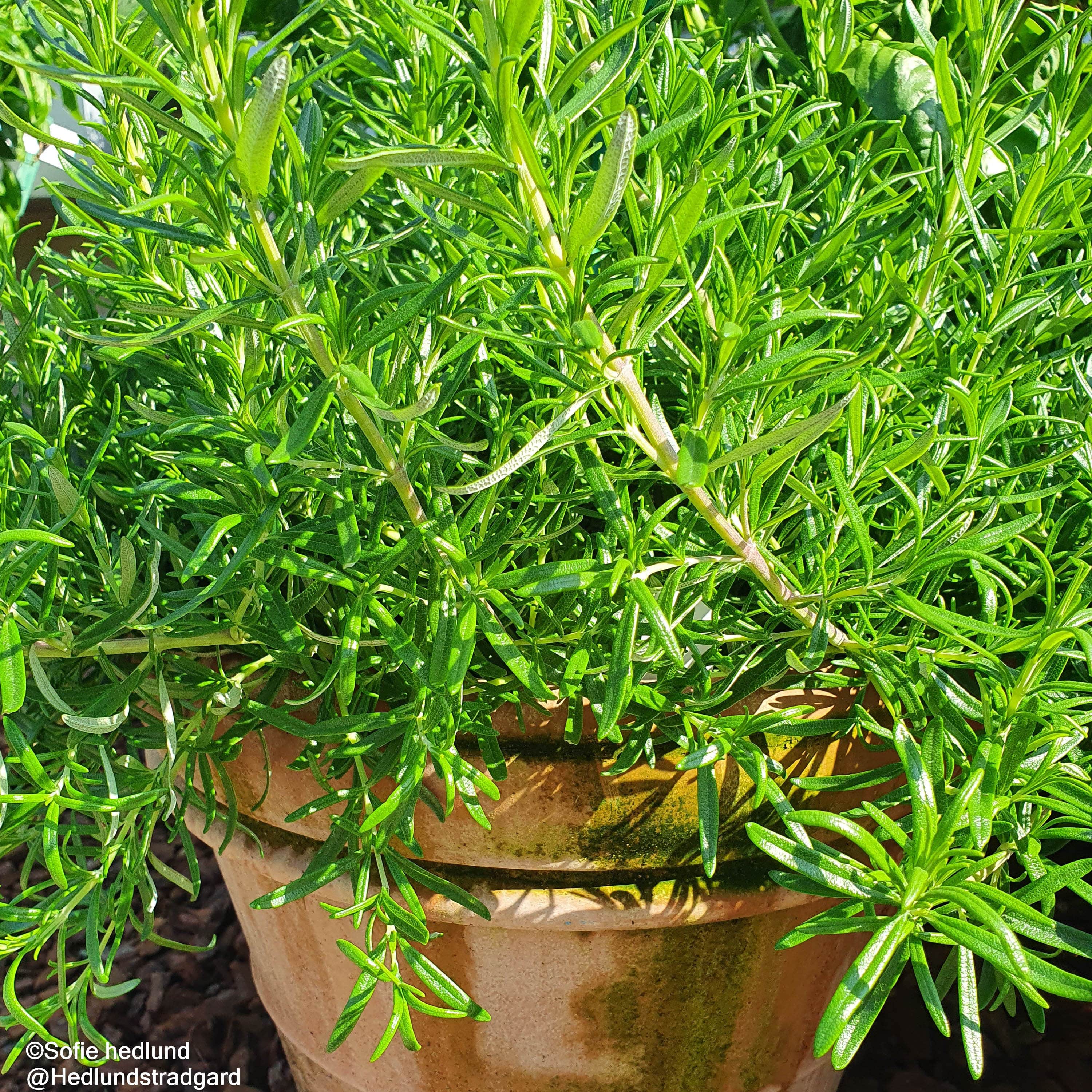 rosmarin-speedy-105cm-kruka-1