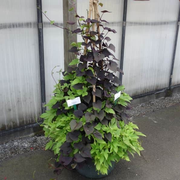 batata-solartower-black-105cm-kruka-3