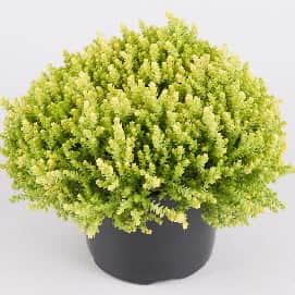 gul-fetknopp-sedum-aurea-12cm-kruka-2