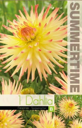 kaktus-dahlia-spassmacher-1st-1