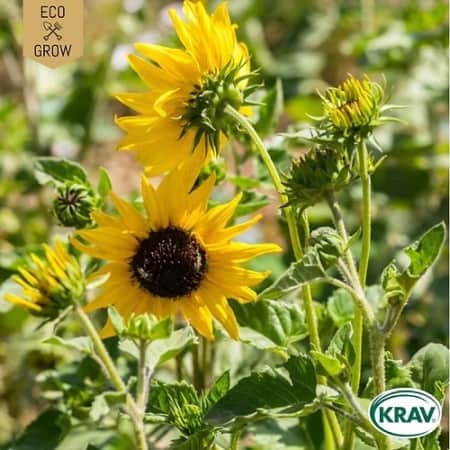 miniatyrsolros-cucumber-leaf-krav-mrkt-1