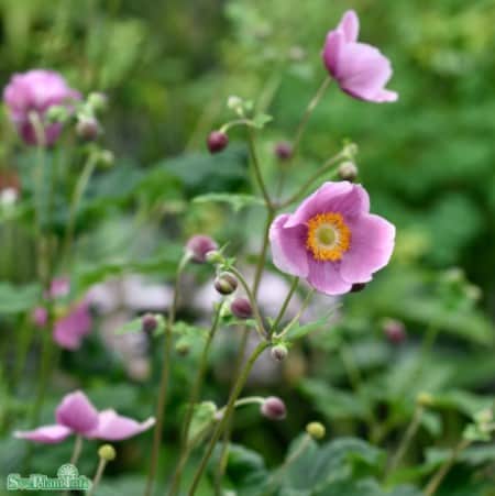 hstanemon-praecox-1st-barrotad-1