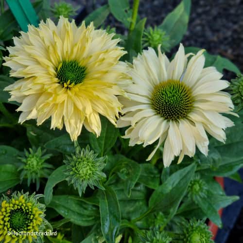 rudbeckia-bolero-yellow---3-plantor-1