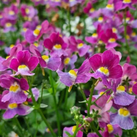 nemesia-fairy-kisses-cassis---3-plantor-1
