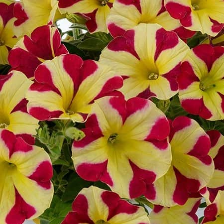 petunia-amore-queen-of-hearts-105cm-kruka-1