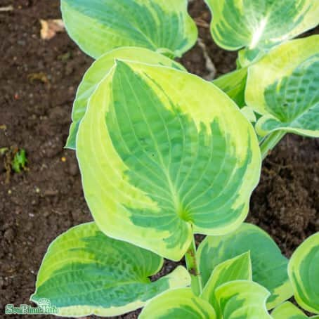 hosta-mama-mia-1st-barrotad-1