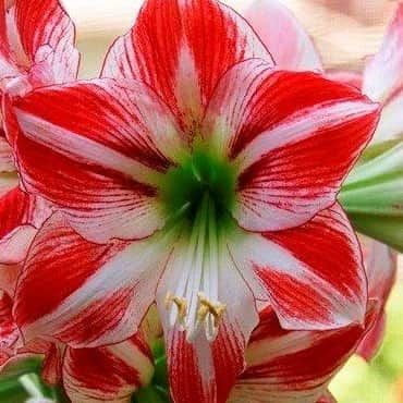 amaryllis-ambiance-1st-2