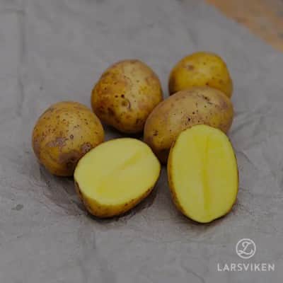 sttpotatis---aztek-gold-1kg-1