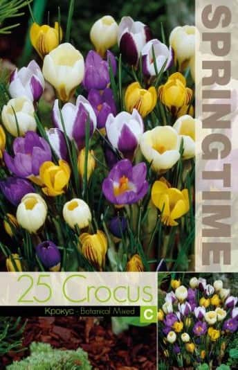 krokus-botanisk-mix-25st-3