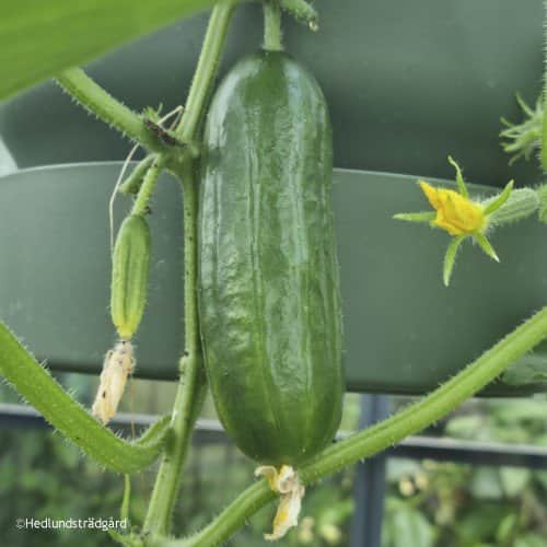 minigurka-picolino-115cm-kruka-1