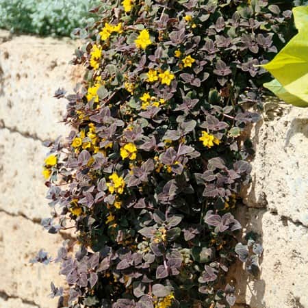 penningblad-midnight-sun-105cm-kruka-1