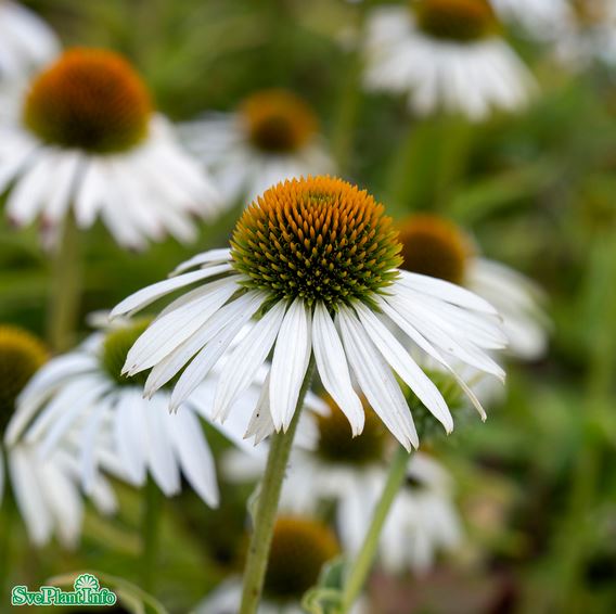 Röd solhatt ’Alba’ 9cm kruka