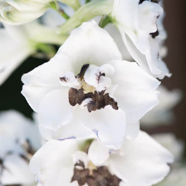 trdgrdsriddarsporre-mf-white-dark-bee-1
