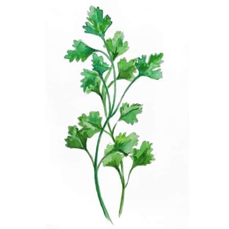 persilja-sltbladig-gigante-di-napoli-1