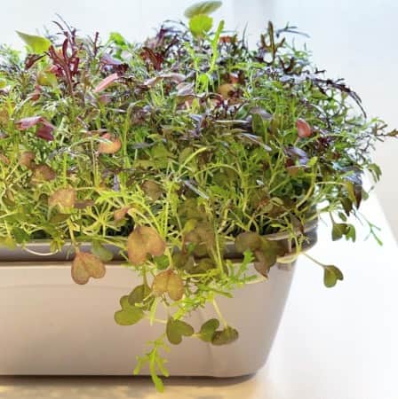 sproutly-eko-mizuna-frills-40g-1