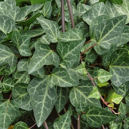 murgrna-grnpfeil-12cm-kruka-1