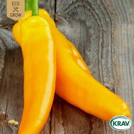 spetspaprika-corno-di-toro-giallo-krav-mrkt-1