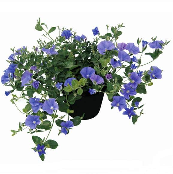 ampelvinda-blue-cascade-105cm-kruka-1