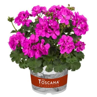 zonalpelargon-toscana-dolce-vita-evi-impr-3st-1