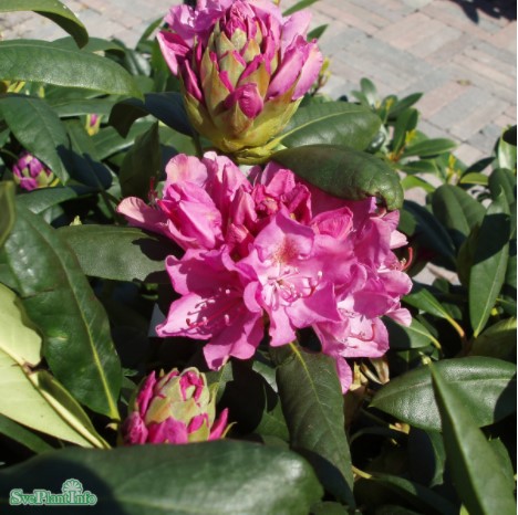 Rhododendron ’Roseum Elegans’ co