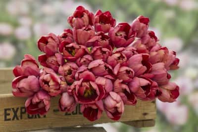 dubbel-sen-tulpan-ridgedale-5st-1