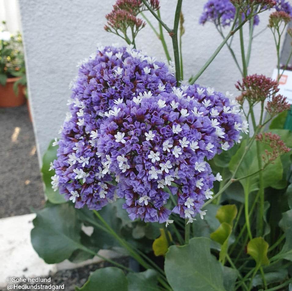 heliotroprisp-purple-parachute-105cm-kruka-1
