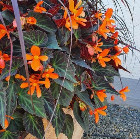 begonia-glowing-embers-105cm-kruka-1