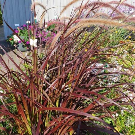 fjderborstgrs-rubrum-105cm-kruka-1