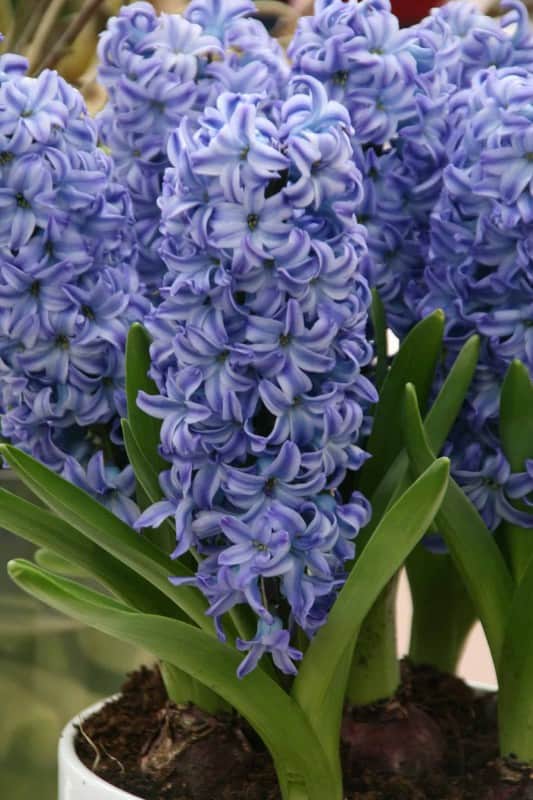 hyacint-delft-blue-5st-1