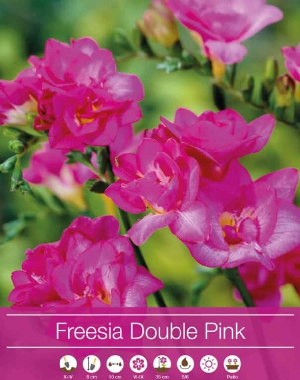freesia-double-pink-5st-1