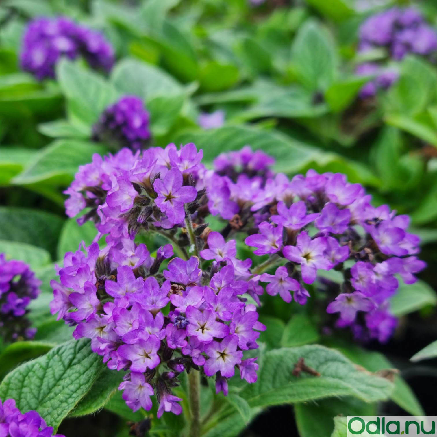 Heliotrop 'Midnight Sky' - 3 plantor