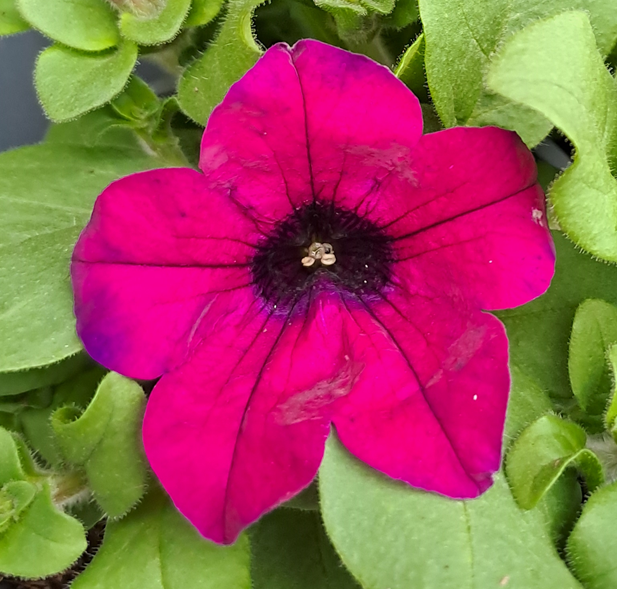 petunia-sunpleasure-purple-105cm-kruka-1