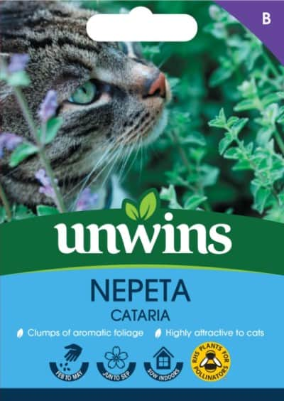 kattmynta-cataria-1