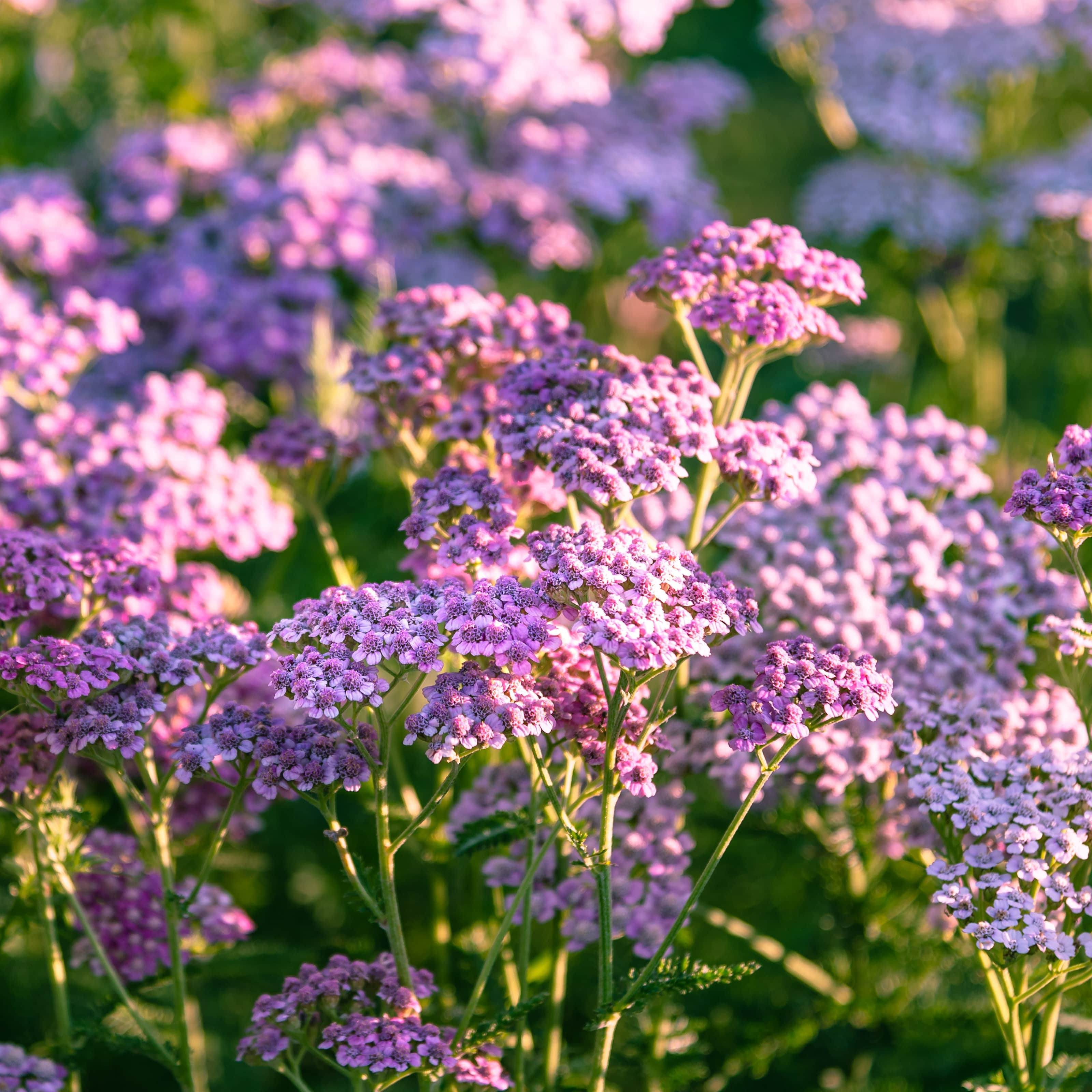 rllika-lilac-beauty-1st-barrotad-1