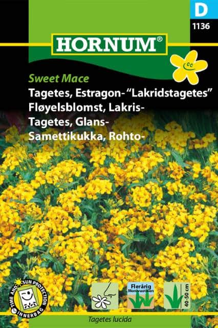 lakritstagetes-sweet-mace-fr-1