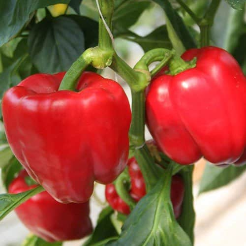 paprika-almira-midi-red-105cm-kruka-1