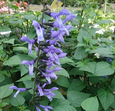 salvia-rockin-sky-blue-105cm-kruka-1