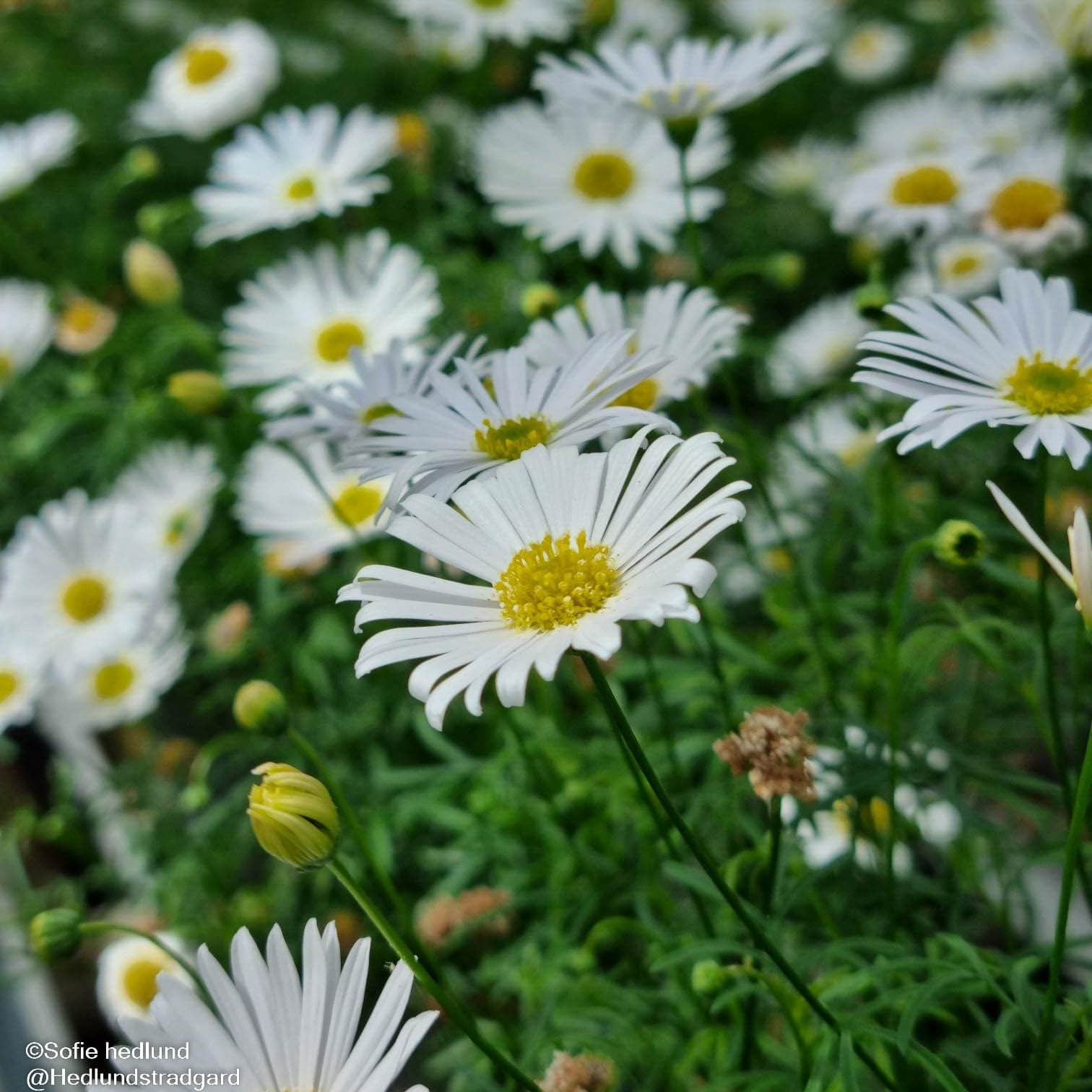 dockkrage-surdaisy-white---3-plantor-1