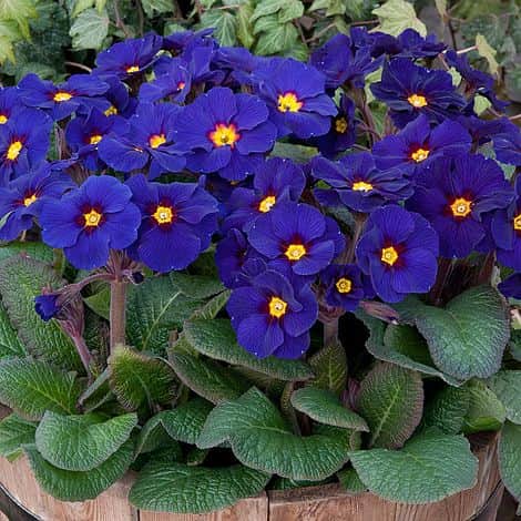 violviva-spring-bouquet-blue-105cm-kruka-1