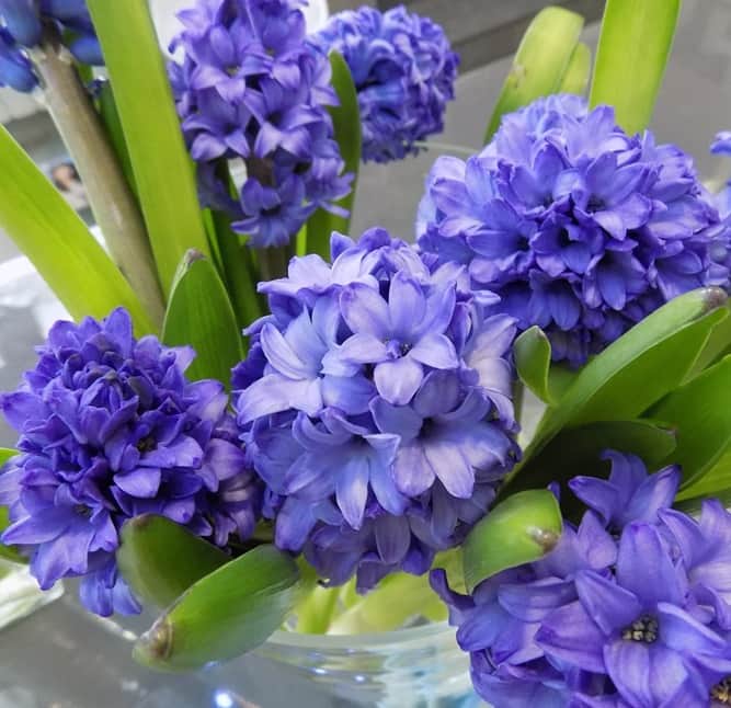 hyacint-jul--bl-75cm-kruka-1