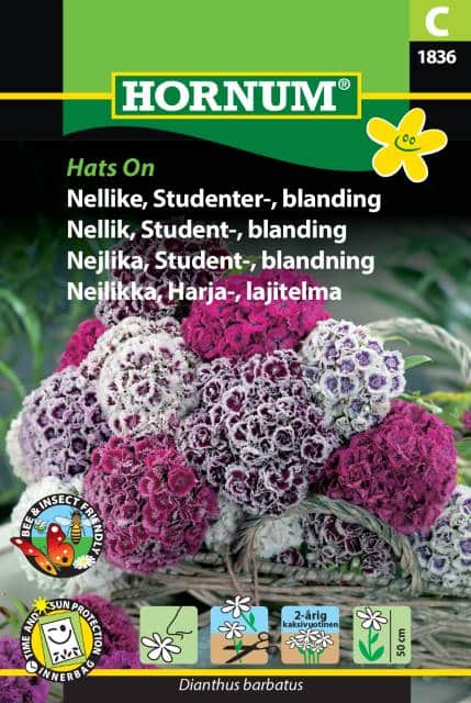 borstnejlika-mix-hats-on-1