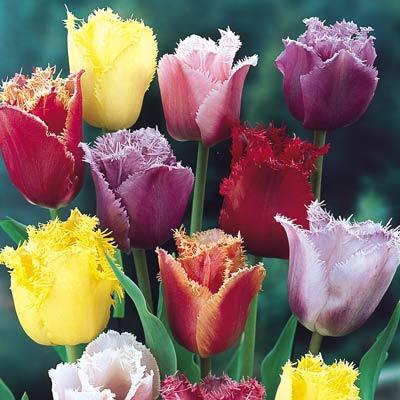 Franstulpan 'Fringed Mixed' 15st