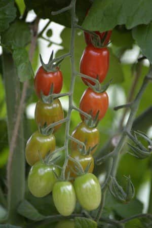 krsbrstomat-krebs-linea-f1-eko-2