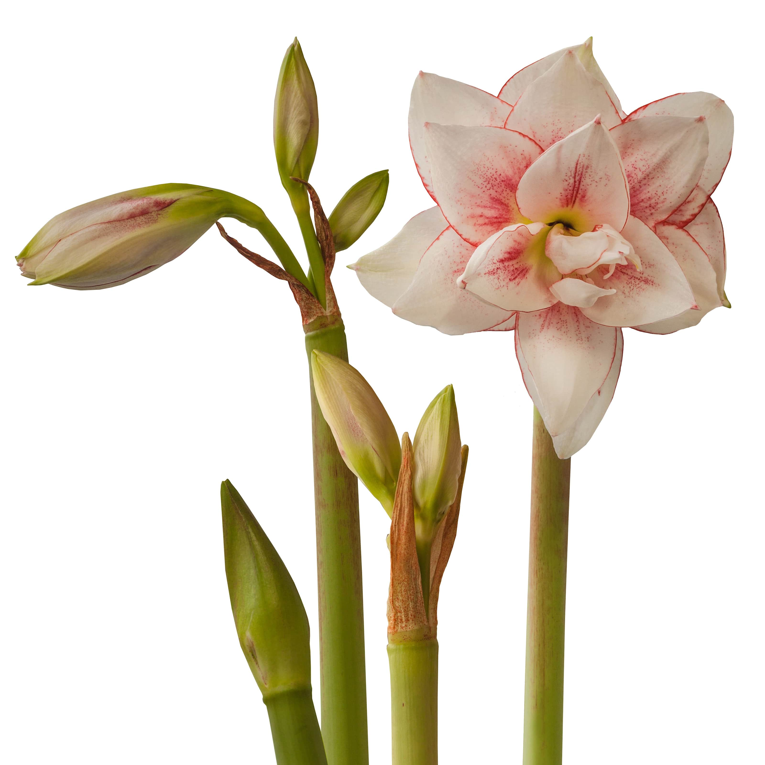 amaryllis-elvas-1st-3