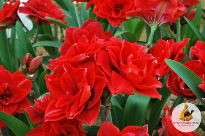 amaryllis-cherry-nymph-1st-2