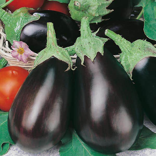 Köp AUBERGINE Black Beauty hos din trädgårdsmästare på näte Odla.nu