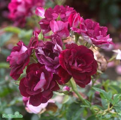 floribundaros-burgundy-ice-5-pack-barrotad-1