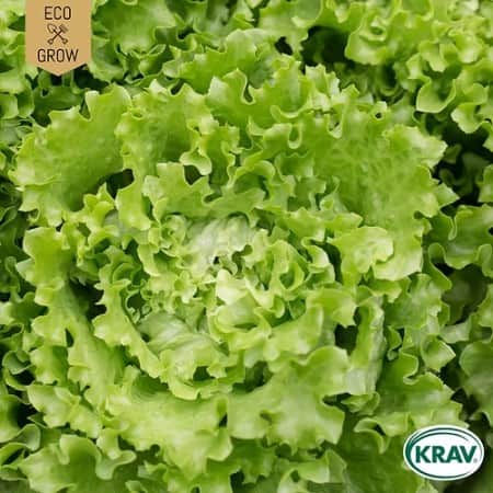 bataviasallat-blonde-de-paris-krav-mrkt-1