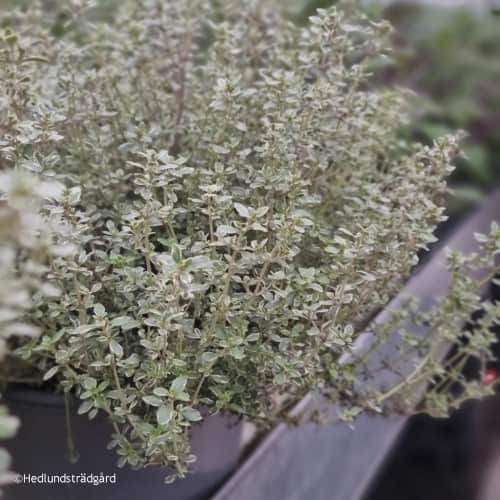 citrontimjan-silver-queen-14cm-kruka-1